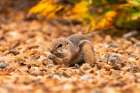 USA, New Mexico, Sandoval County. Texas antelope ground squirrel eating. Art Print